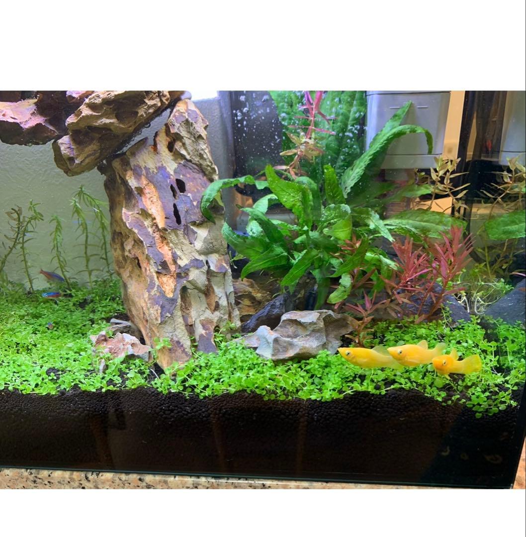 お値下げ☆ 水槽用自然石（気孔石）セット 11個　岩組みレイアウトに☆