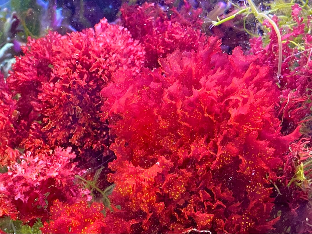 【匿名・宅急便】　12/14まで　赤色海藻　セット　紅藻　+褐藻+緑藻 海藻