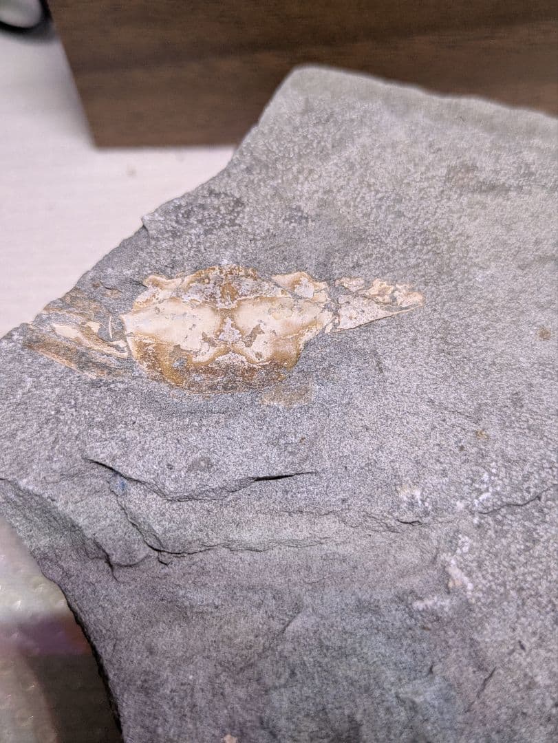 カニ　化石　博物館　地学　標本　甲殻類　勉強資料