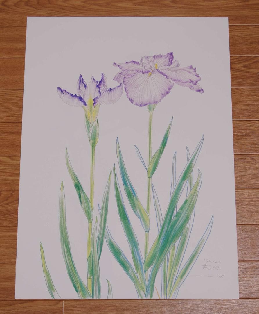 中島千波　花の写生１２葉　絵画　 12枚セット　求龍堂