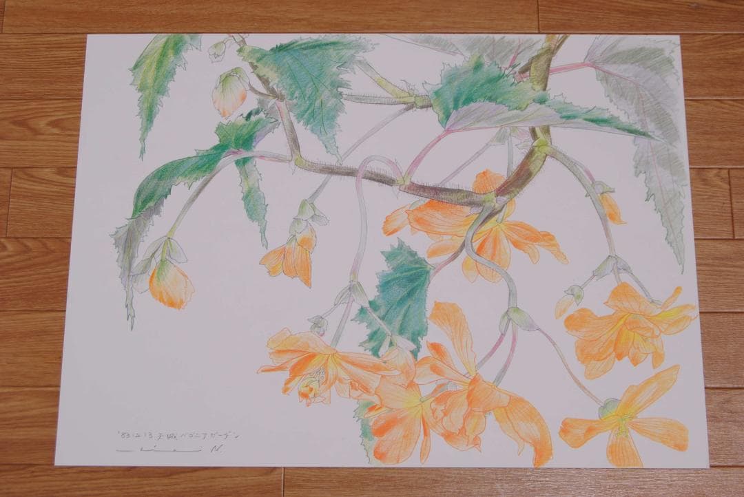 中島千波　花の写生１２葉　絵画　 12枚セット　求龍堂