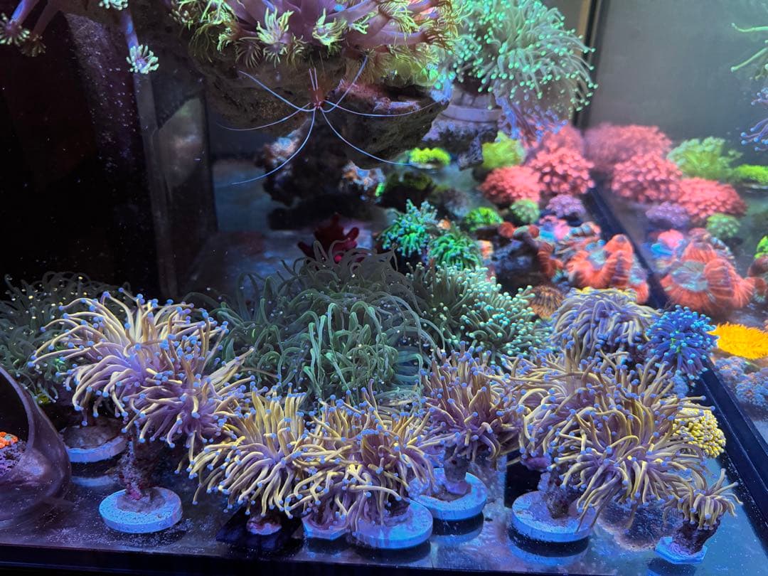 プチ出品ページ