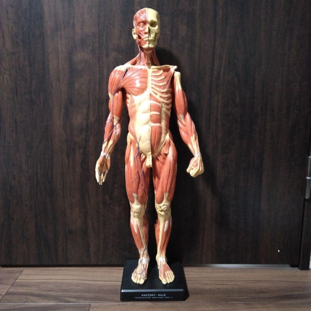 ANATOMY　MALE 　人体模型 Anatomy Tools