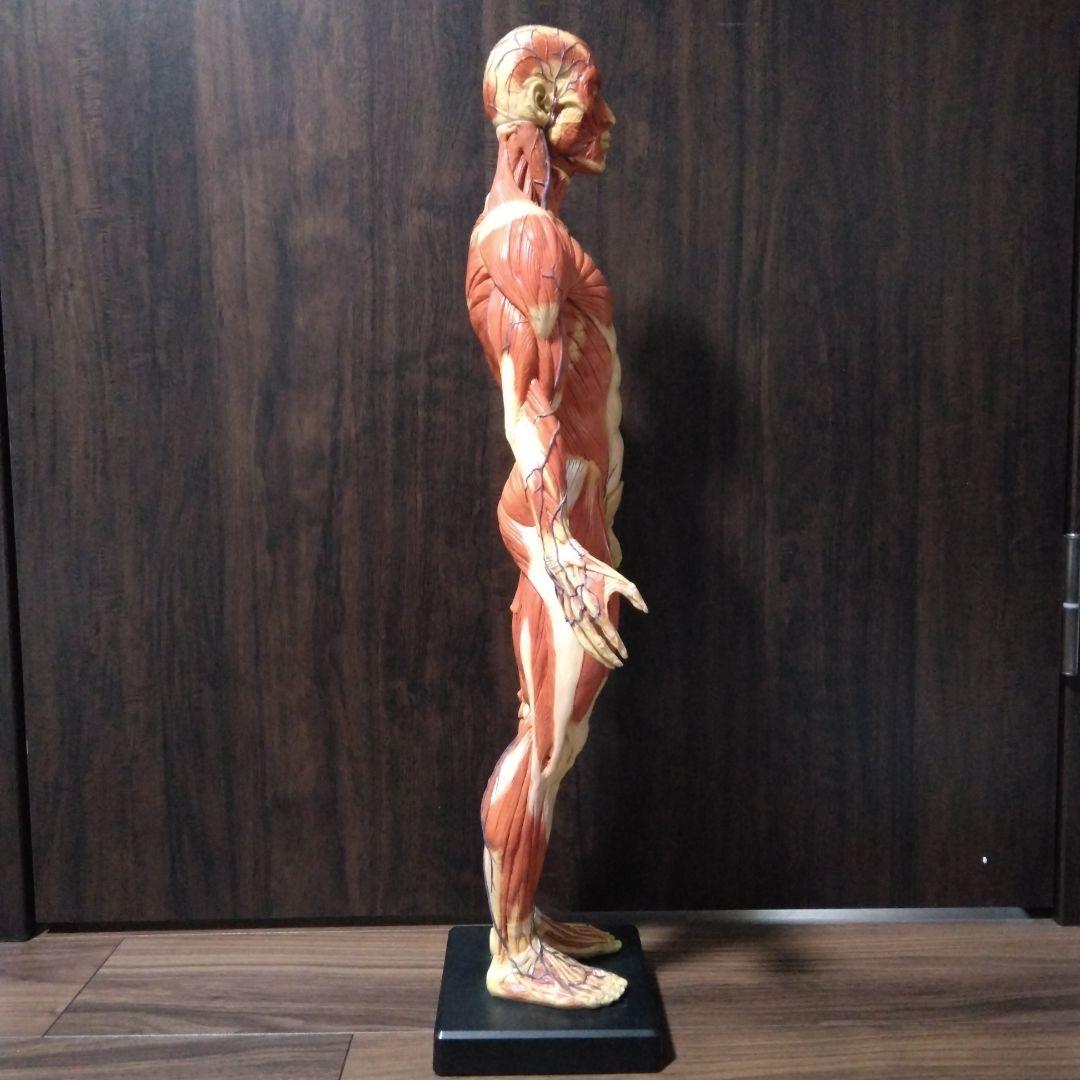 ANATOMY　MALE 　人体模型 Anatomy Tools