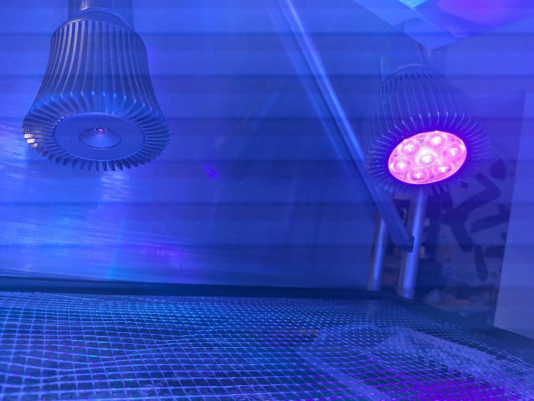 バイタルウェーブ　VitalWave II