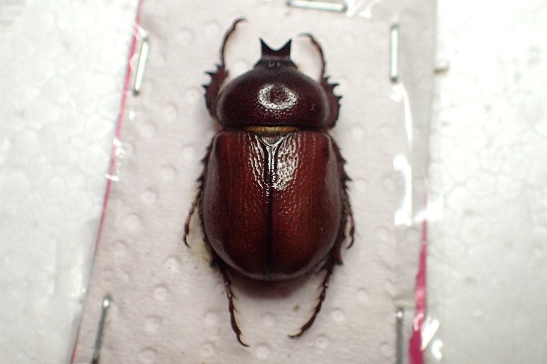 ミニコラヒナカブト？