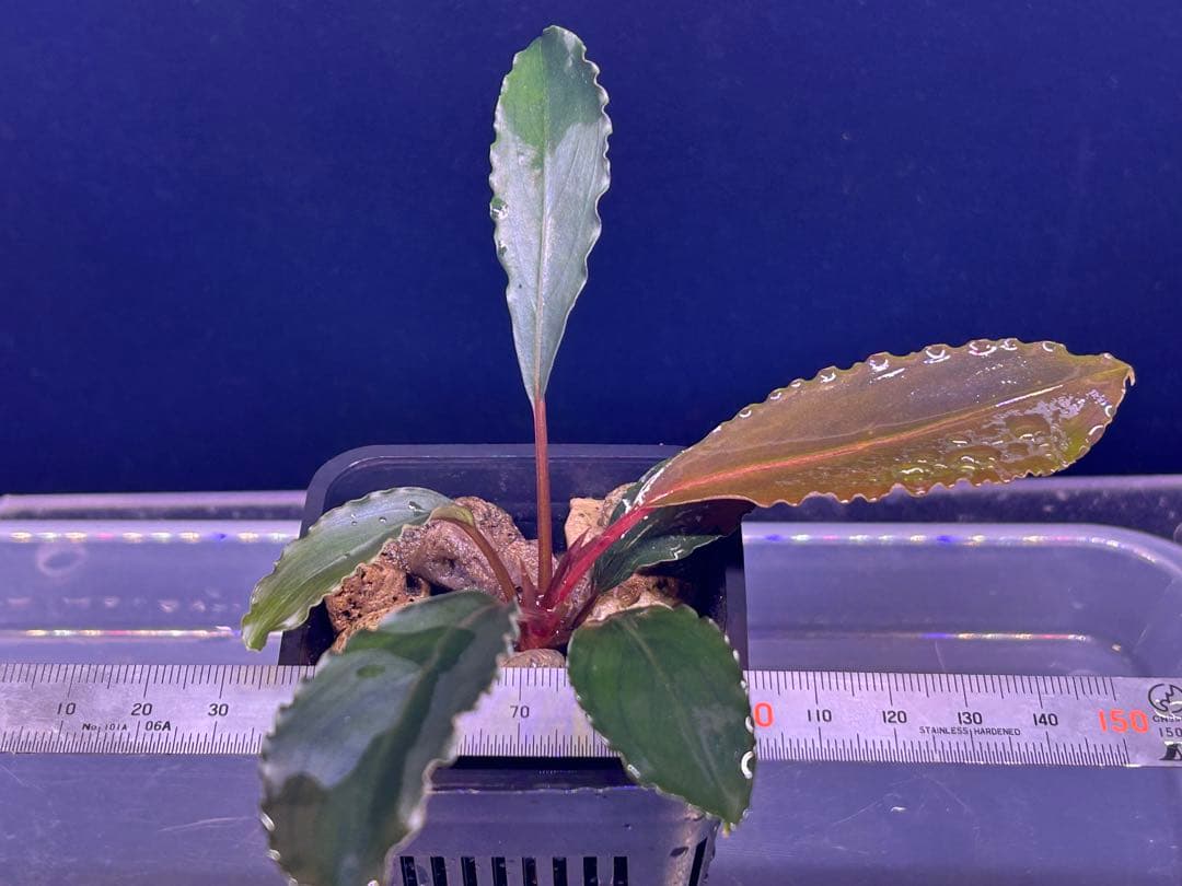 ブセ sp.Deep Purple from Kapuas【AZ1011-XX】