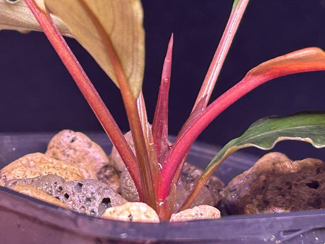 ブセ sp.Deep Purple from Kapuas【AZ1011-XX】