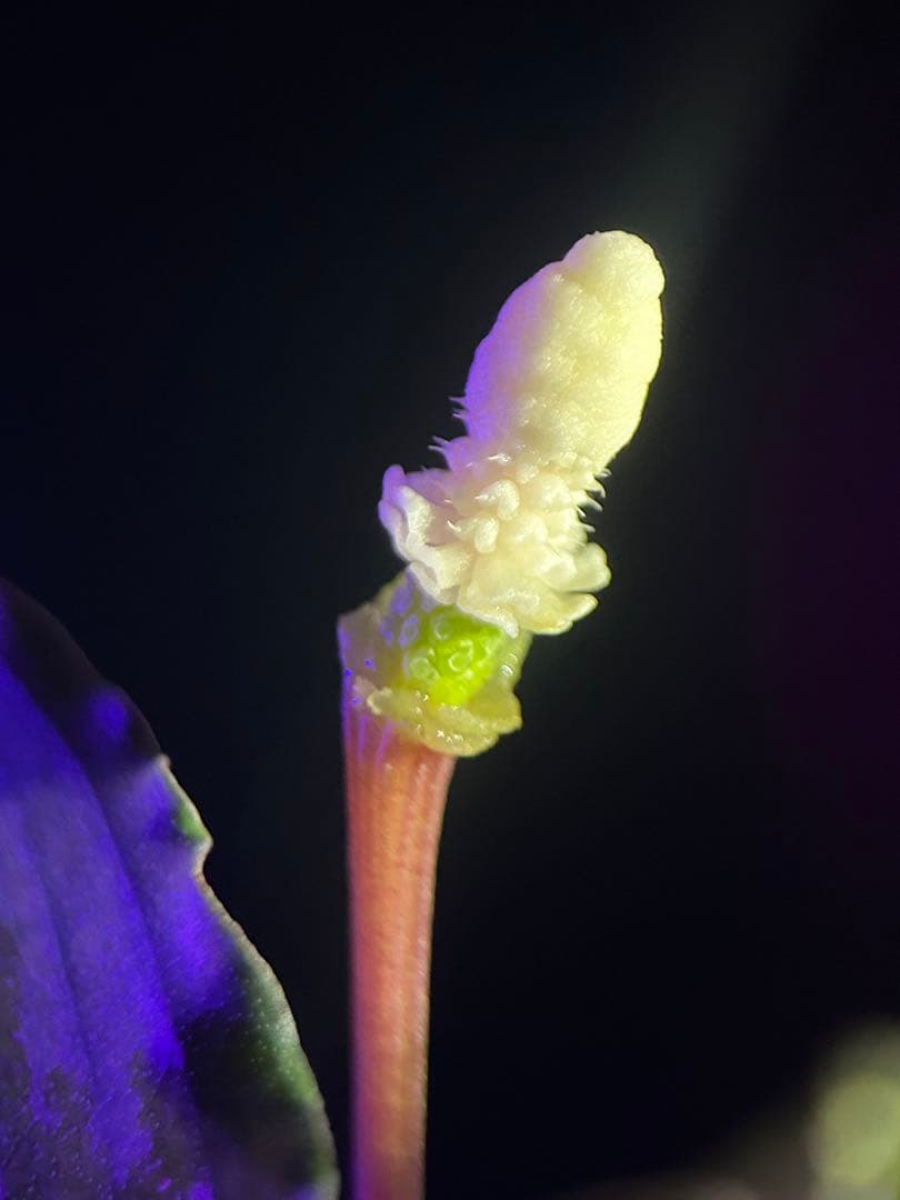 ブセ sp.Deep Purple from Kapuas【AZ1011-XX】