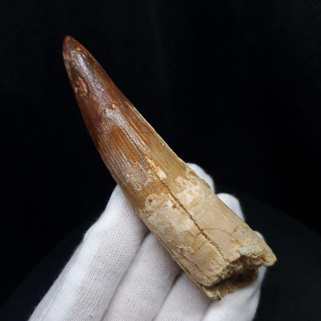 美品 スピノサウルス 本物 モロッコ産 96.73mm  sp433