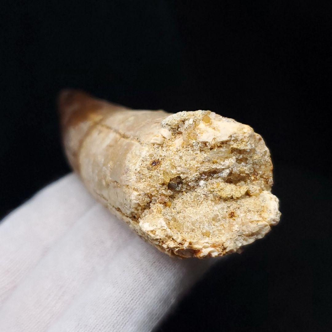 美品 スピノサウルス 本物 モロッコ産 96.73mm  sp433