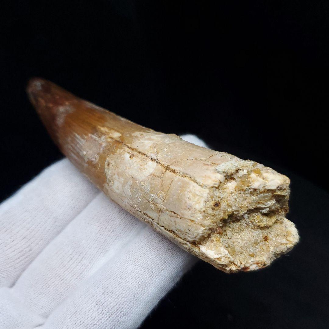 美品 スピノサウルス 本物 モロッコ産 96.73mm  sp433