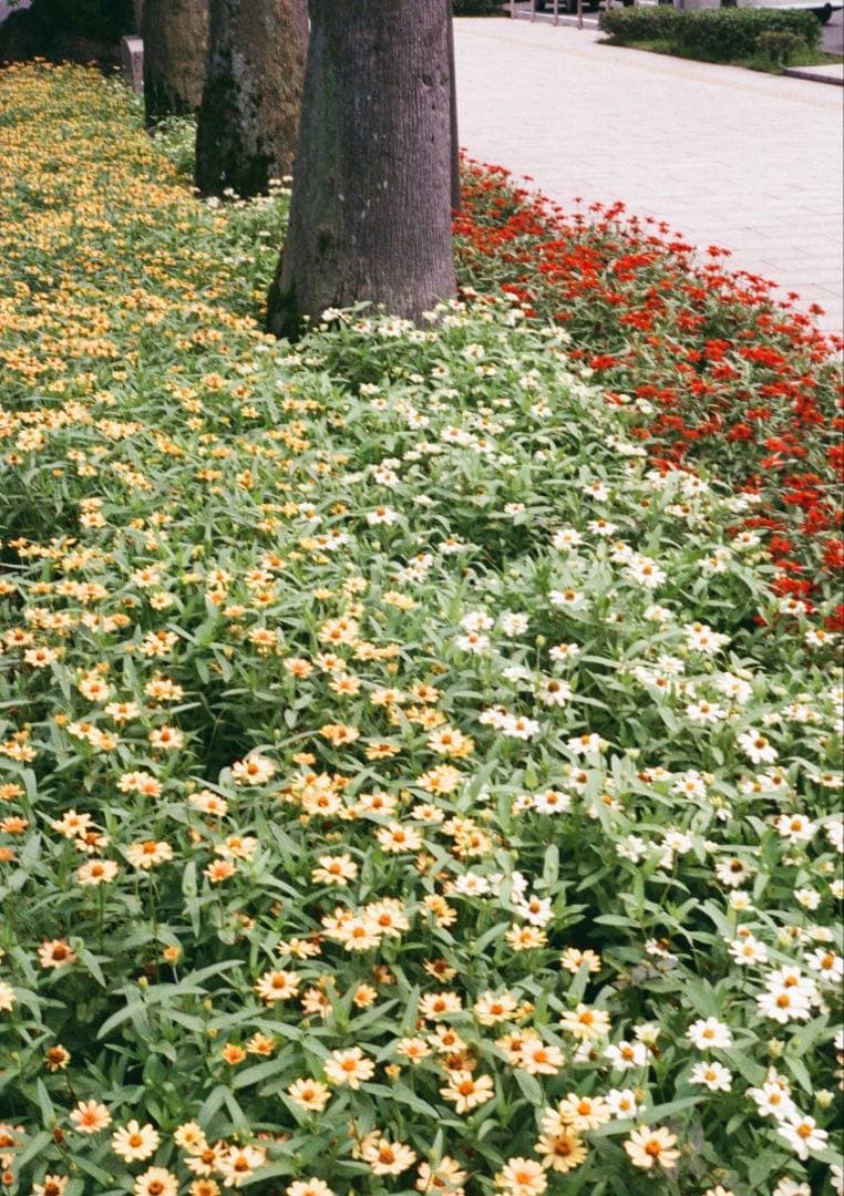 オリンパス ペン OLYMPUS-PEN EED