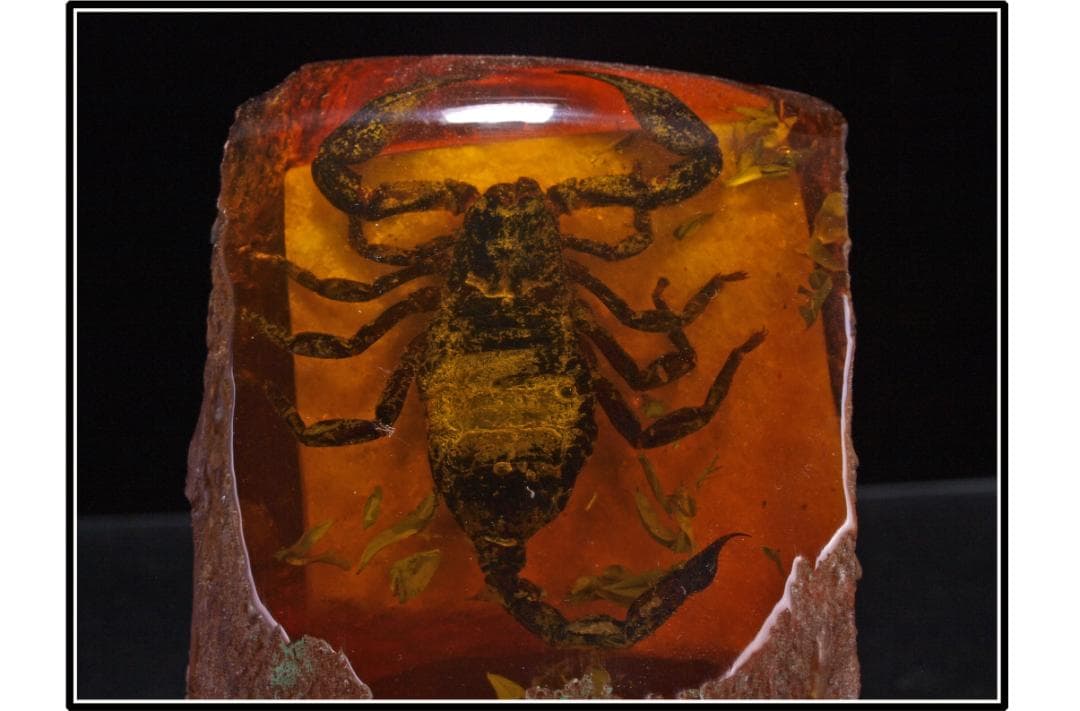 旧家初心だし　中国時代の化石　天然琥珀サソリ※骨董品 DE1663D4-2