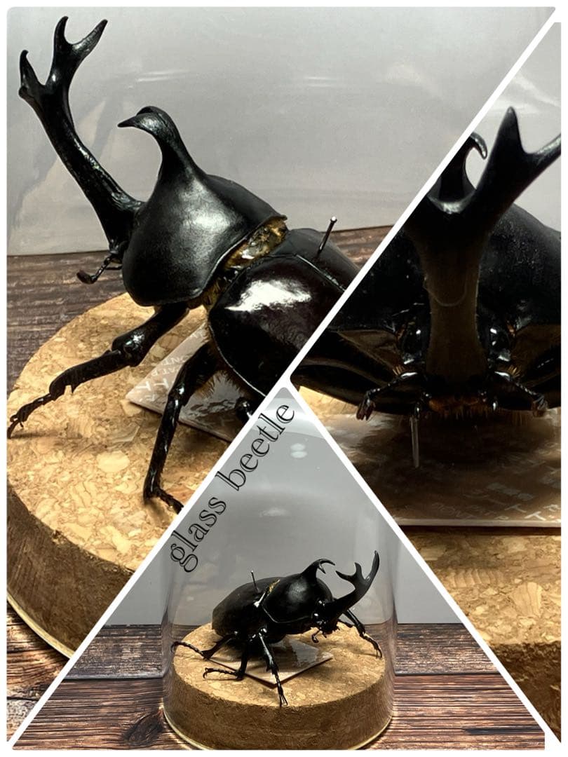 【Glass Beetleヤマトカブトムシ標本 GB-007】