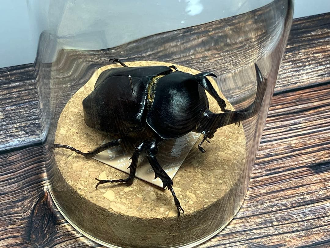 【Glass Beetleヤマトカブトムシ標本 GB-007】