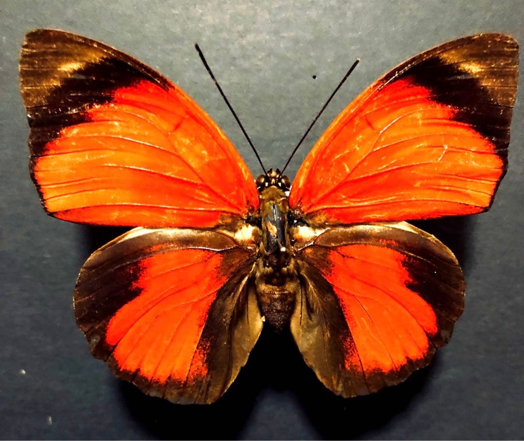 蝶標本　クラウディアミイロタテハ　♀