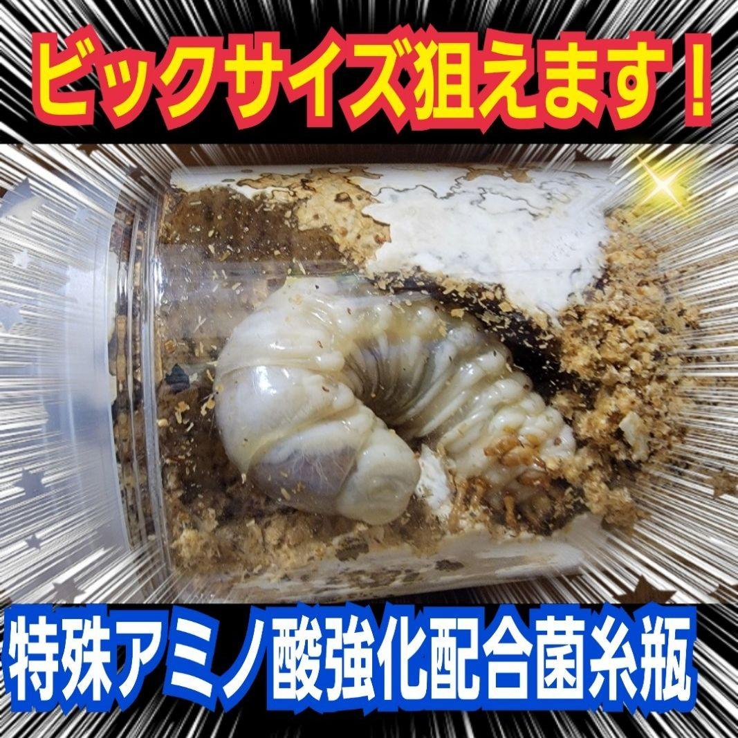 デカクなる極上菌糸瓶1500ml【5本】☆トレハロース、ローヤルゼリー強化配合！