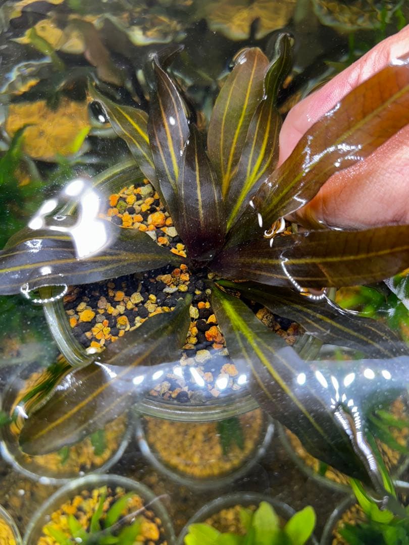 エキノドルス　ホレマニー　スーパーレッド