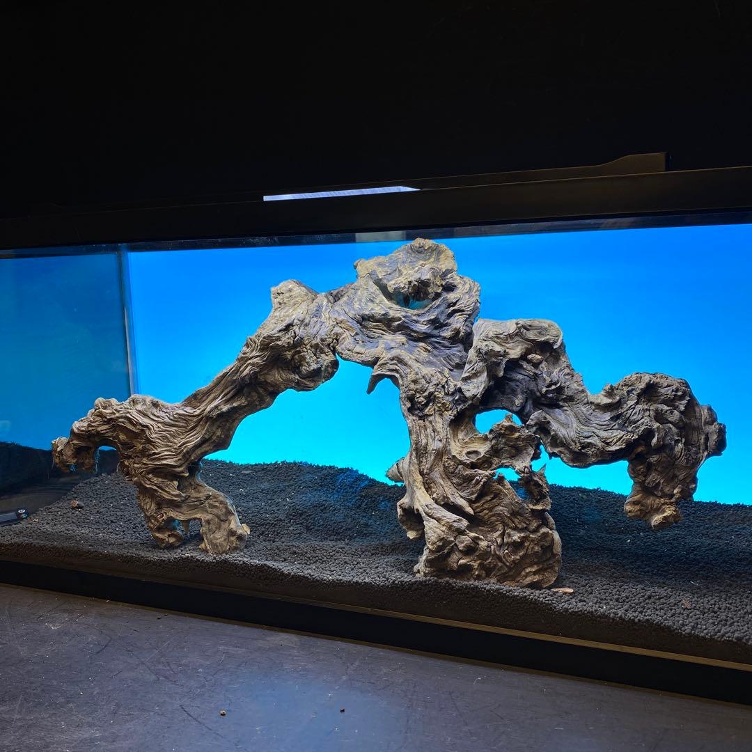 MJW-6619 「特大」ジンジャーウッド　90cm水槽用　天然流木一点物