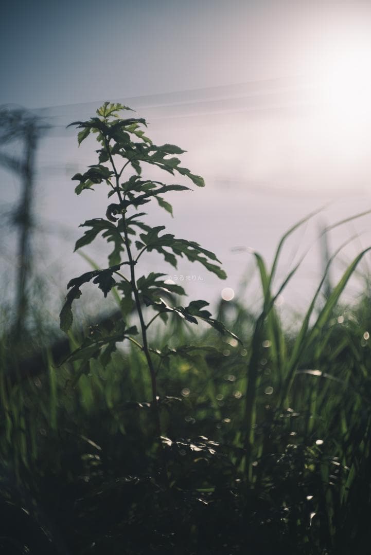 良品！希少トリウムズミクロン最後期！Summicron 50mm F2