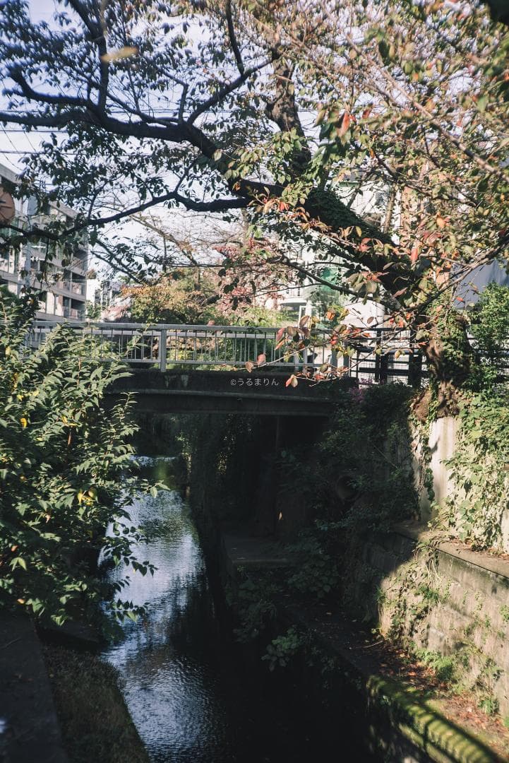 良品！希少トリウムズミクロン最後期！Summicron 50mm F2