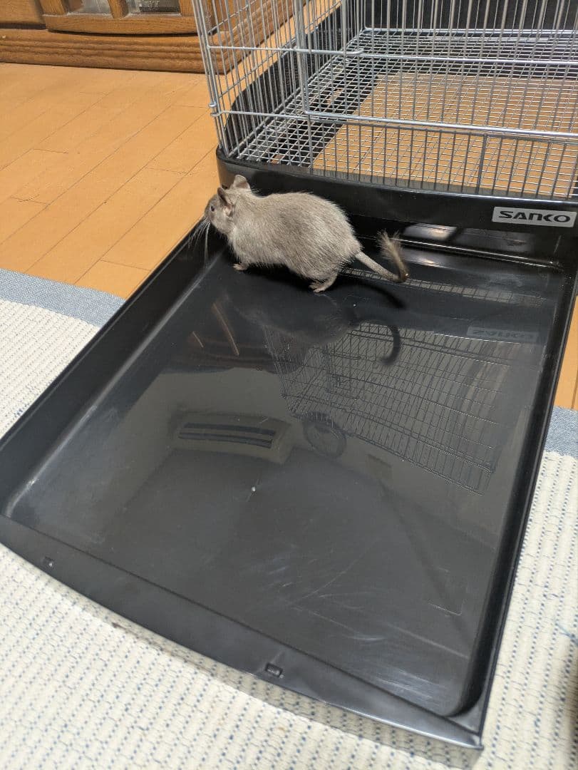 SANKO 三晃商会40BK　43.5×50×46ｃｍゲージイージーホーム