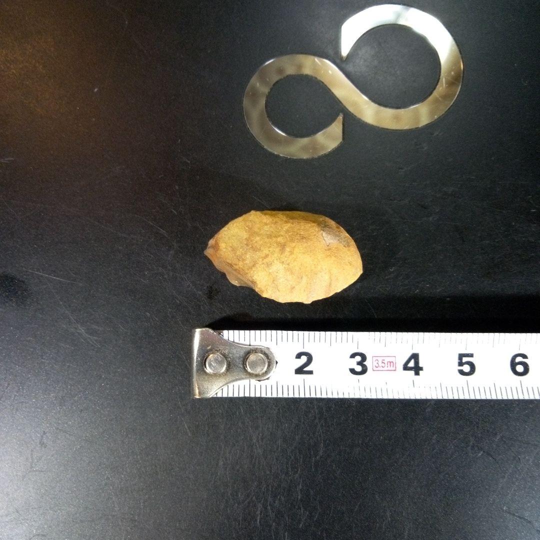 三葉虫　化石　fossil　海　ボリビア産　trilobite　海生動物種別⑦