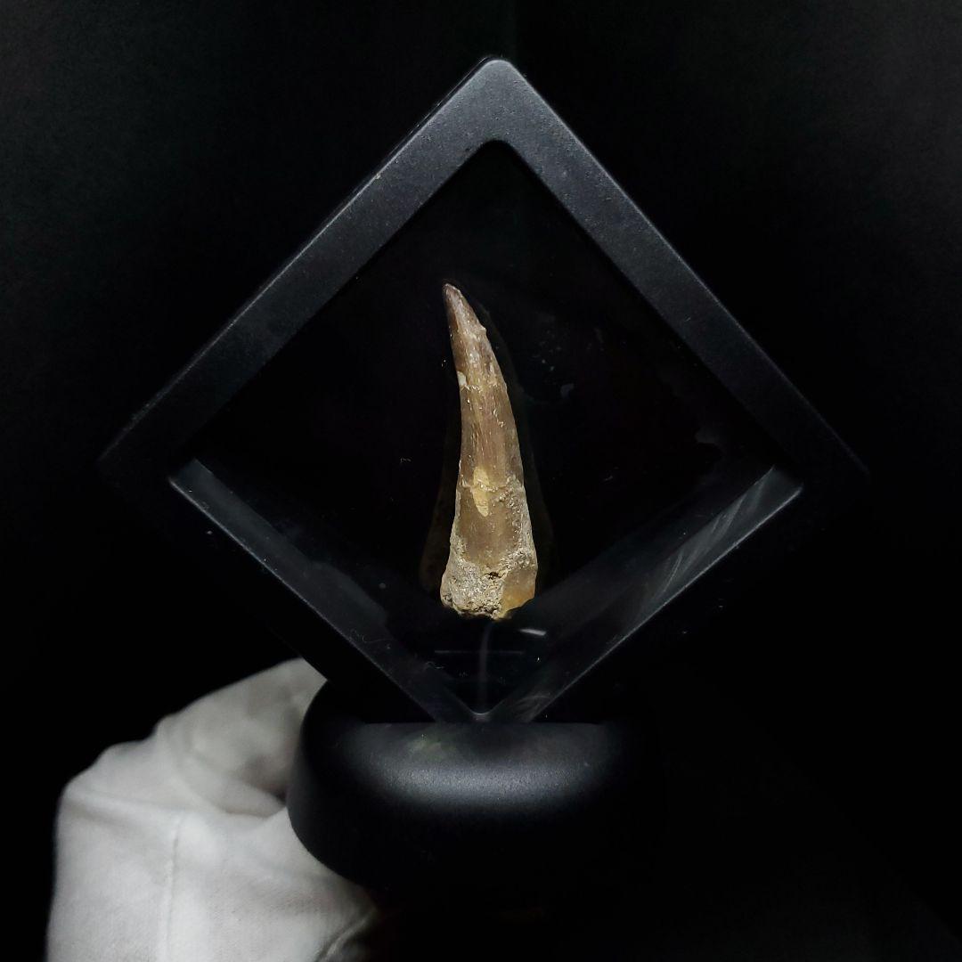 プレシオサウルス 化石 歯 本物 モロッコ産 41.20mm ケース付 pr88