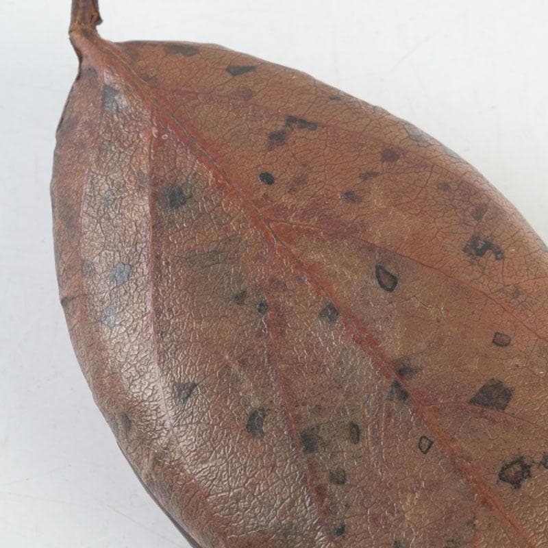 茶道具　山中塗師　新井宗賀作　乾漆　柿ノ葉香合　共箱　V　9706