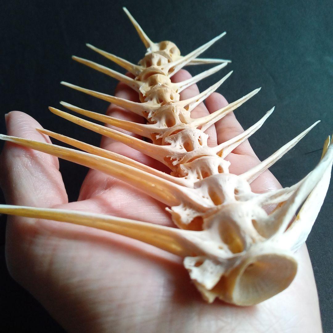 骨格　標本　魚類　ナポレオンフィッシュ　脊椎骨