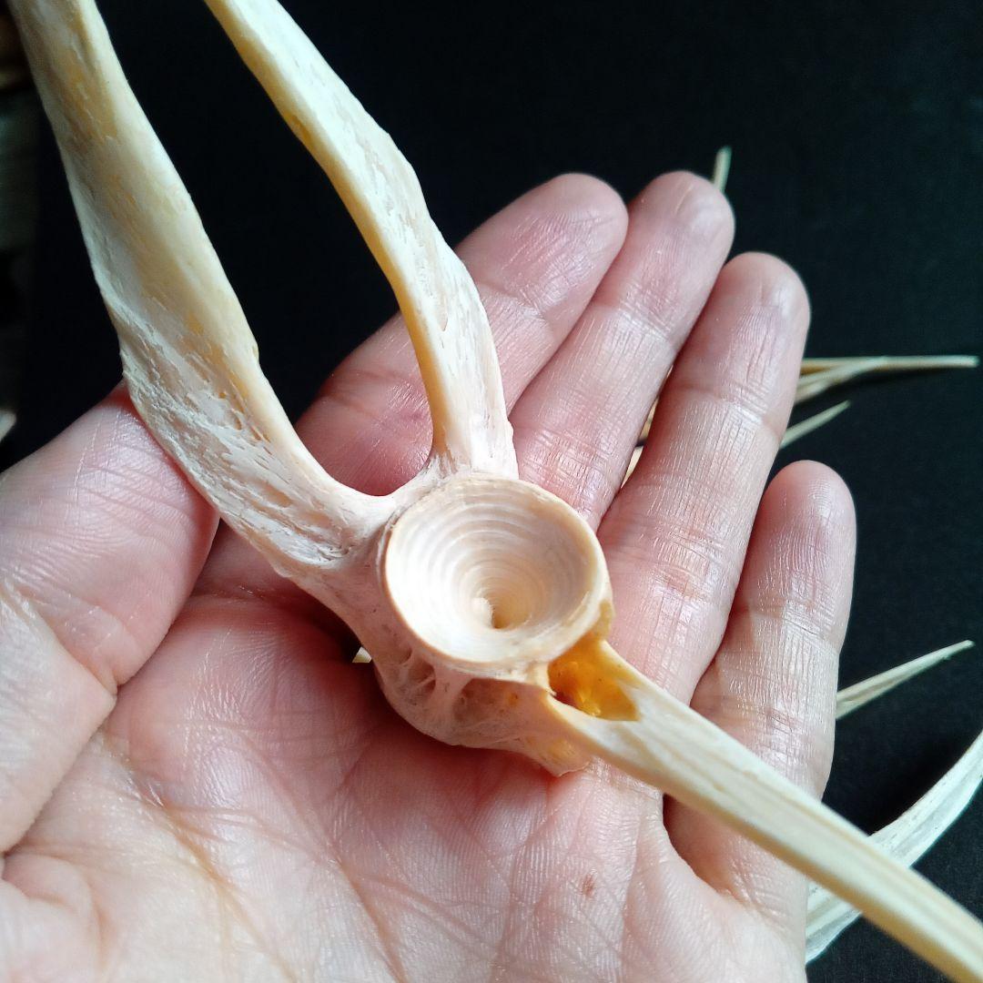 骨格　標本　魚類　ナポレオンフィッシュ　脊椎骨