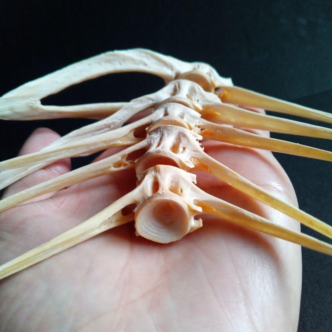 骨格　標本　魚類　ナポレオンフィッシュ　脊椎骨