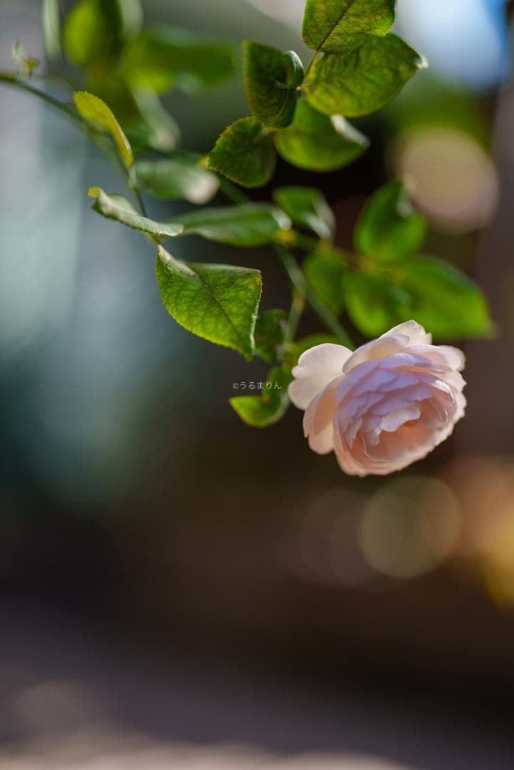 Dyz様　極美品！現代最高の50mm！SONY FE 50mm F1.2 GM