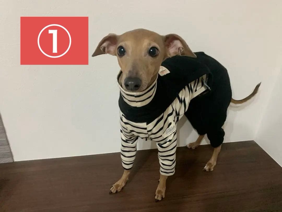 琥珀です。様　イタグレ服　ハンドメイド