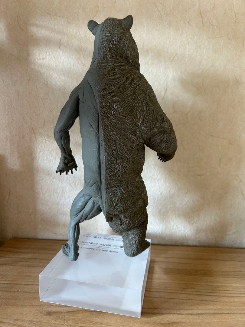 VM anatomy Grizzly Bear 1:12 クマ　熊　フィギュア