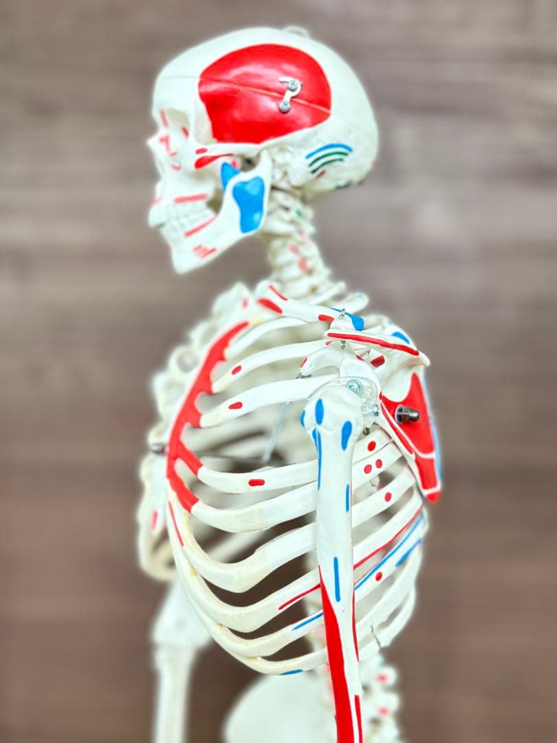 小型全身骨格模型 ショーティー・1/2縮尺型全身骨格モデル　筋・起始停止色表示