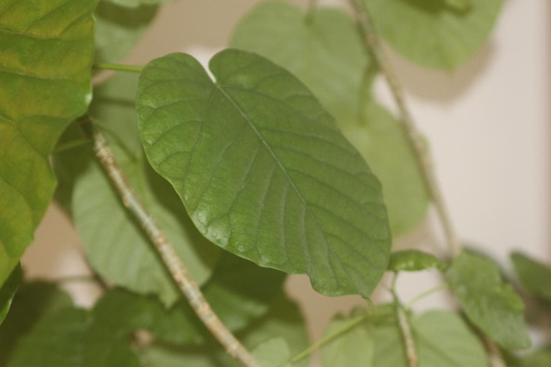 Canon ZOOM LENS EF 28-70mm F2.8 L USM 試写