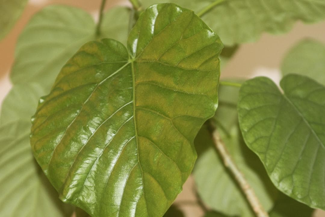 Canon ZOOM LENS EF 28-70mm F2.8 L USM 試写