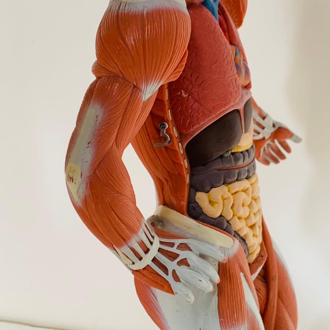 3B scientific 筋肉解剖 模型 1/4倍大・2分解モデル 人体模型