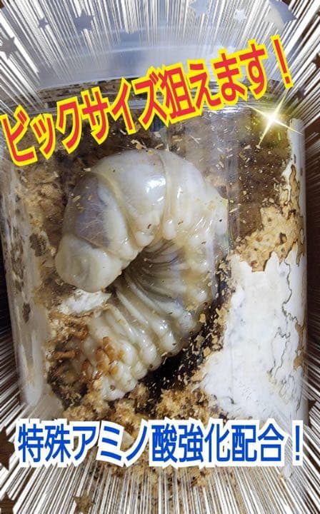 極上！ヒマラヤひらたけ菌糸ブロック【6個】初菌のみ使用！国産オオクワ85ミリ実績