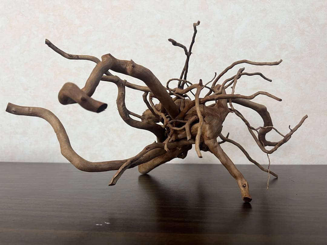 22321 ブランチウッド　流木　アクアリウム 沈水確認済