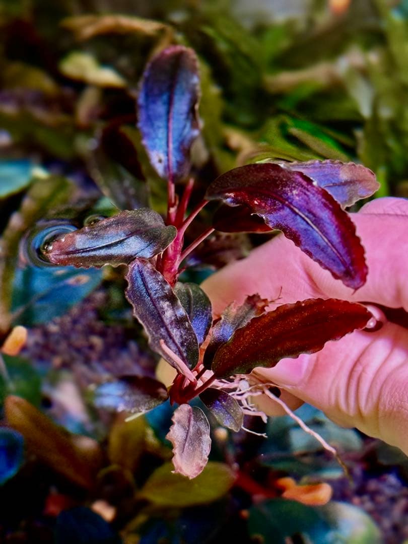 ブセファランドラ・シベルパウ　フォロー、割引、送料無料。