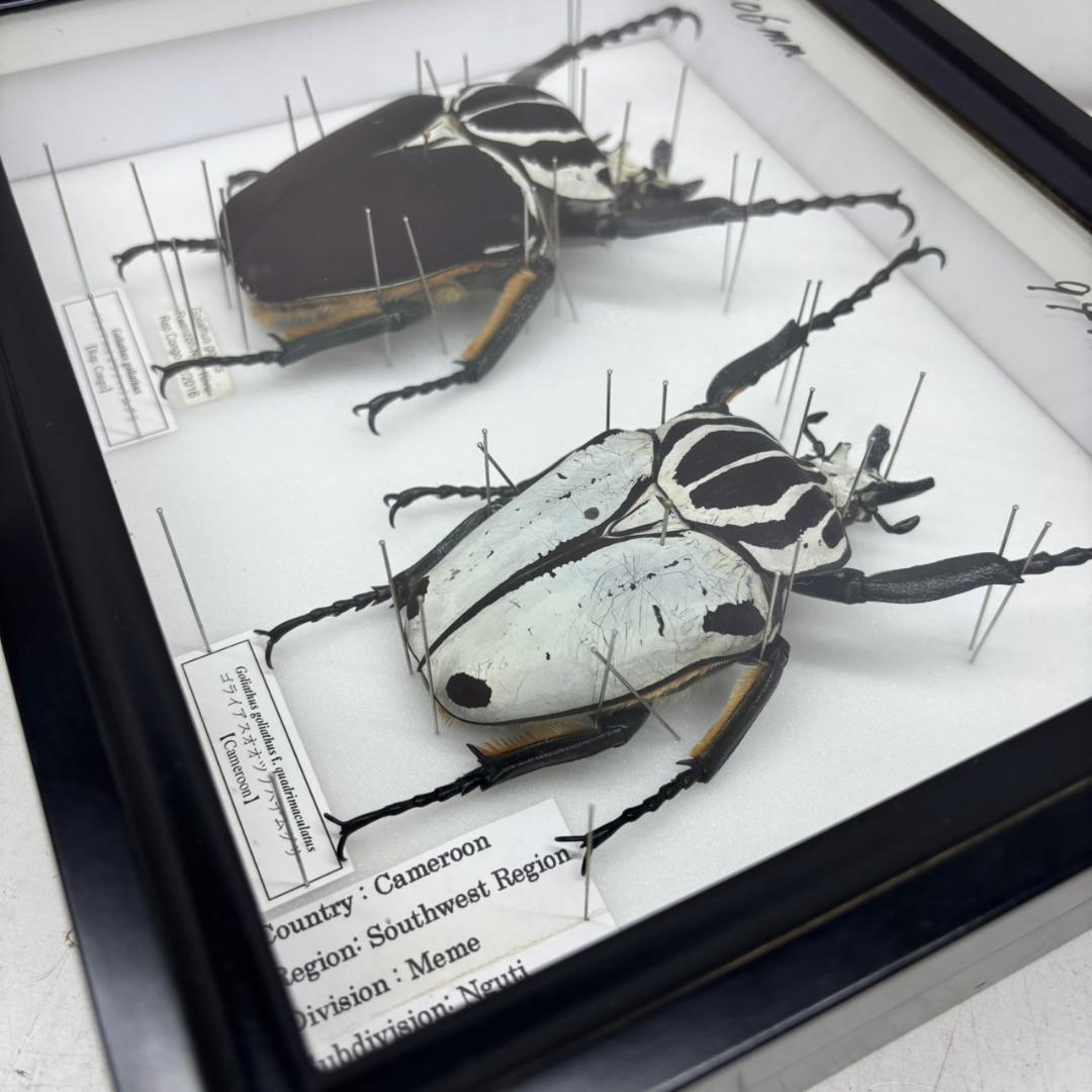 M◆ゴライアスオオツノハナムグリ　2頭　昆虫標本