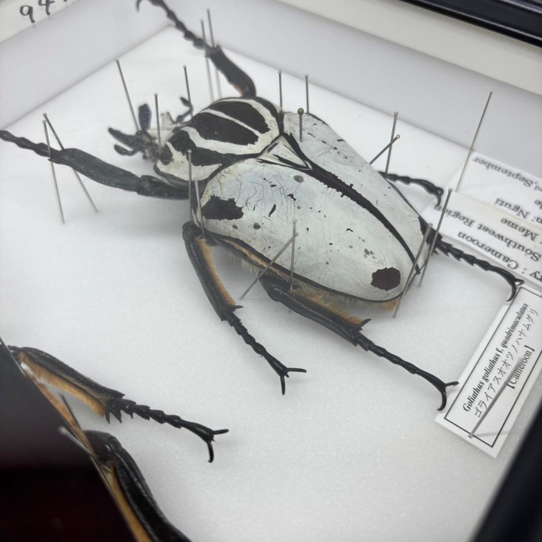 M◆ゴライアスオオツノハナムグリ　2頭　昆虫標本