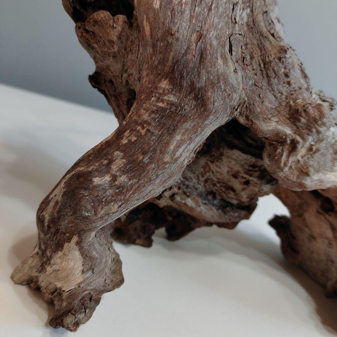 ホーンウッド アクアリウム 爬虫類 登り木 流木 w22×d12×h27