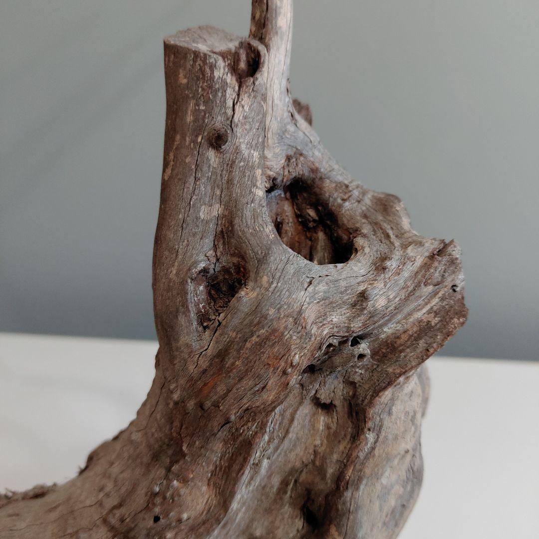 ホーンウッド アクアリウム 爬虫類 登り木 流木 w22×d12×h27