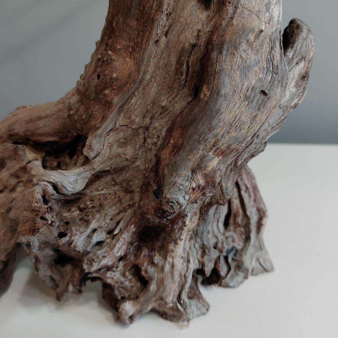 ホーンウッド アクアリウム 爬虫類 登り木 流木 w22×d12×h27