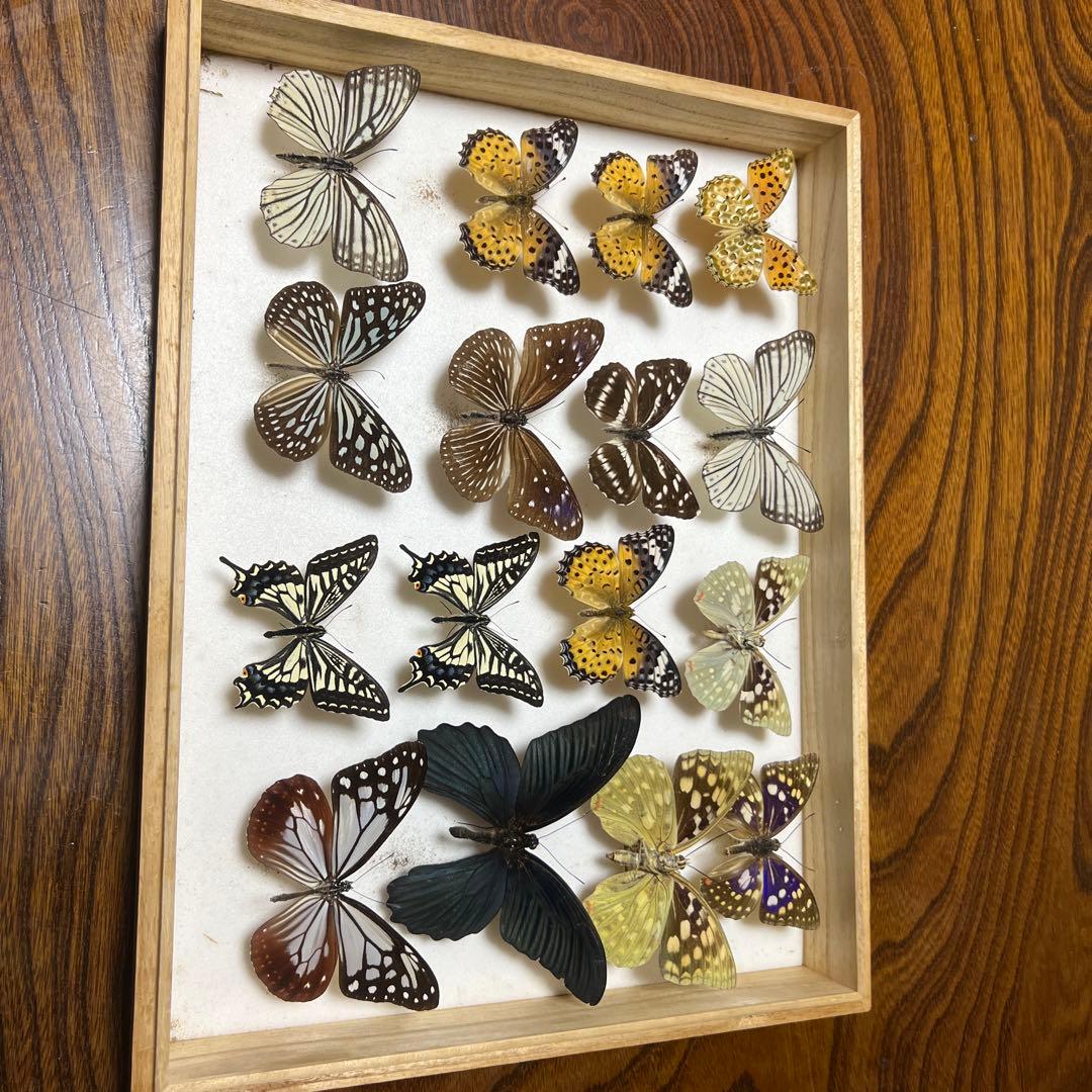 蝶の標本 15匹 木製フレーム