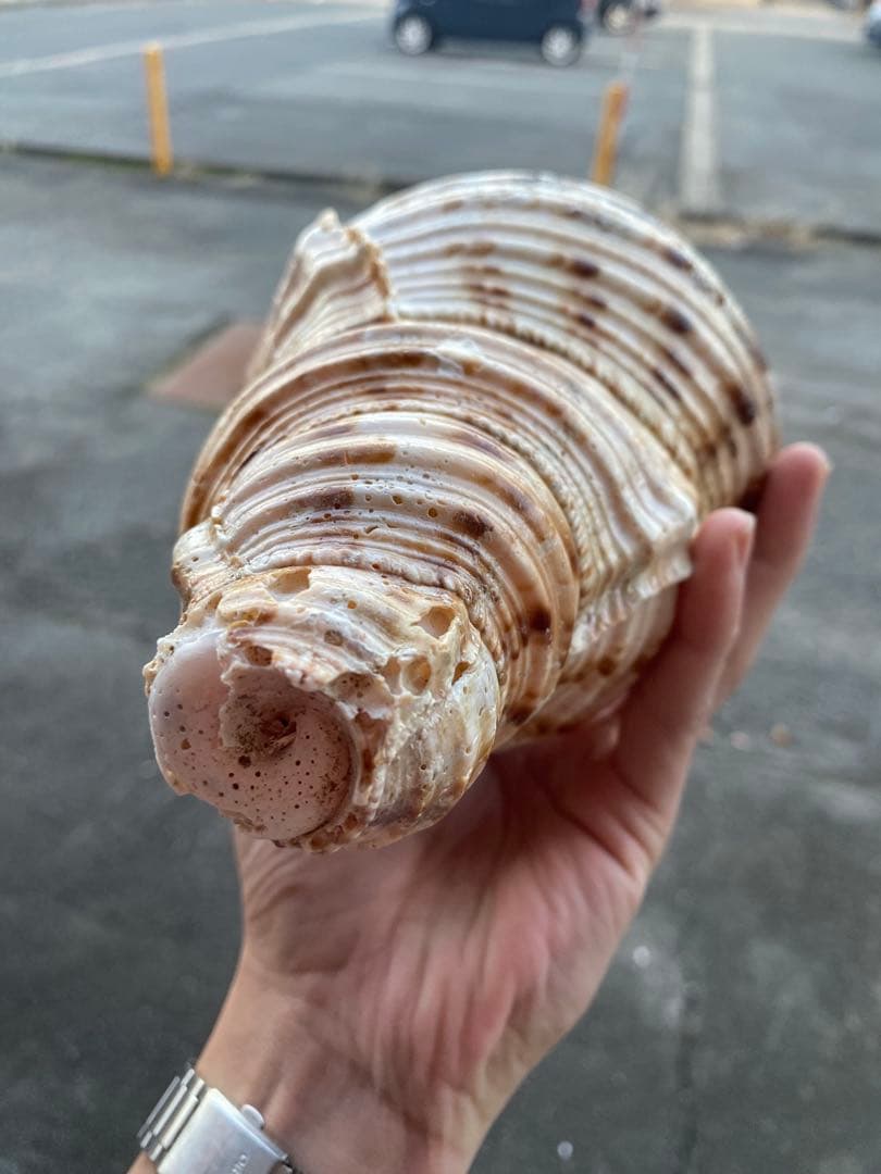 法螺貝　ホラ貝　34cm 1キロ前後